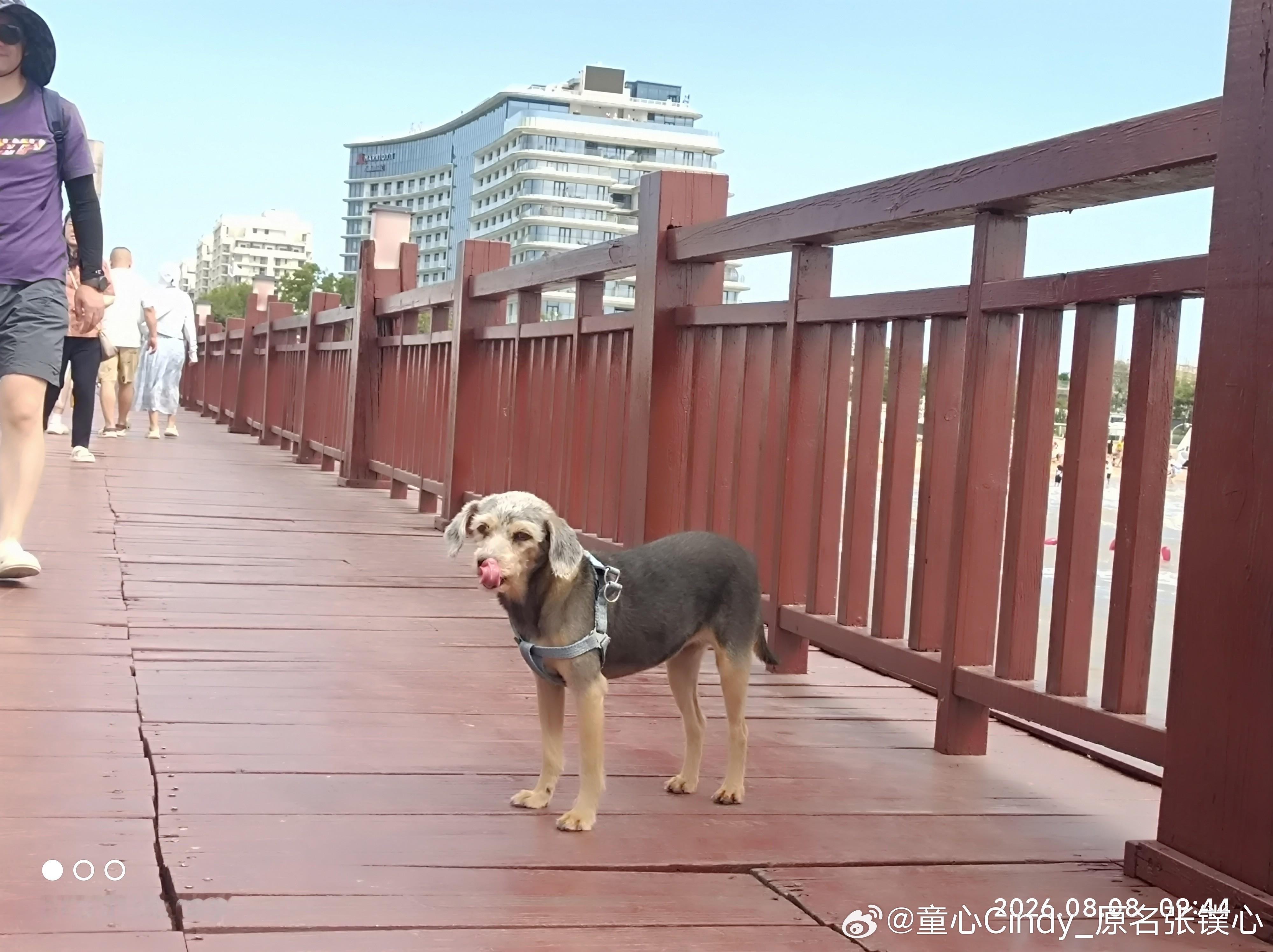8.8在秦皇岛市南戴河蔚蓝海岸，宠物友好哦，带宝贝们看海，追浪！风太大了，浪也太