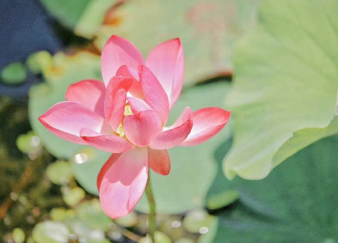 “  荷花香染朝来风 … ”  