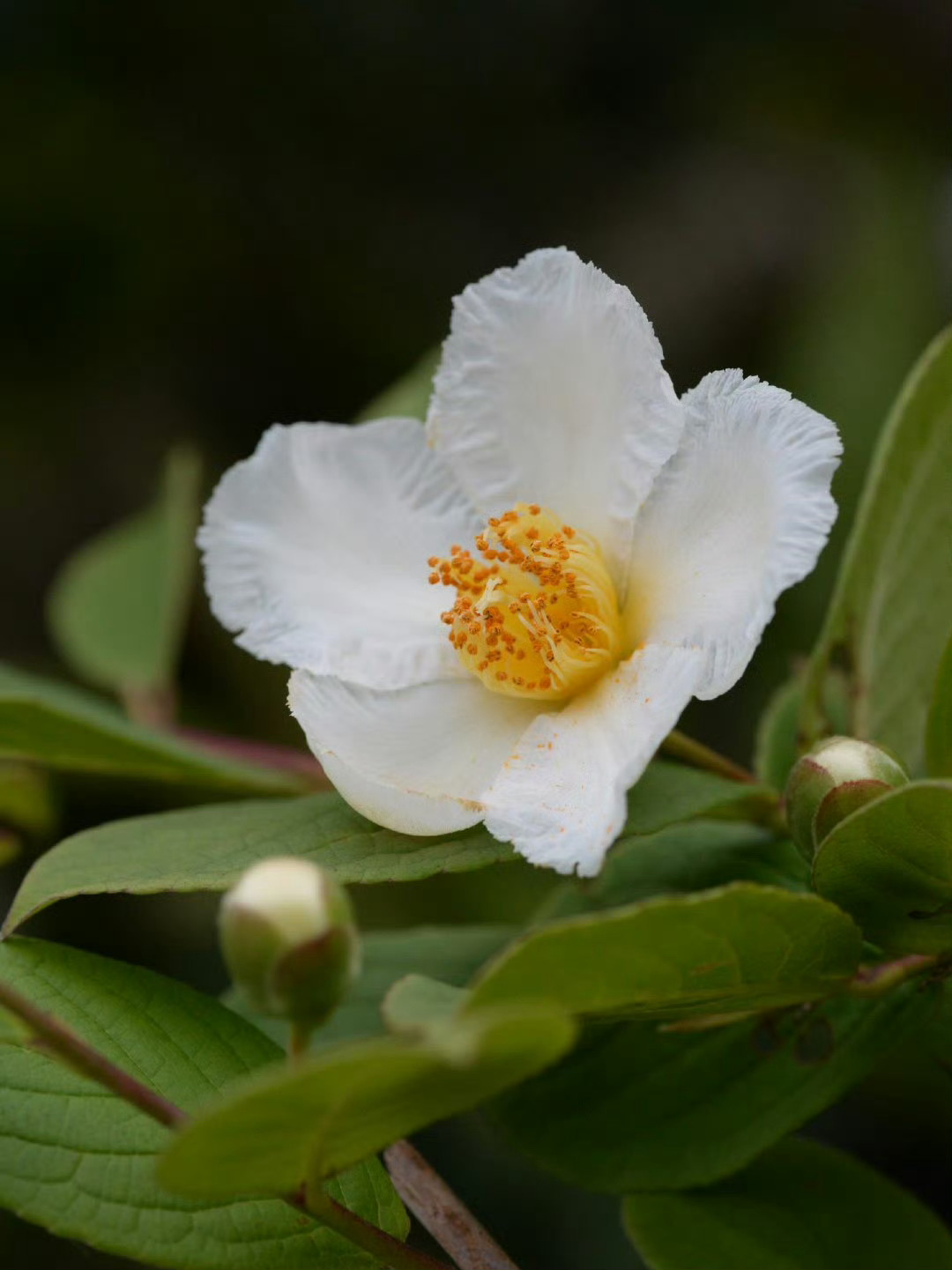 进入梅雨季节，ナツツバキ（夏椿）开始开花了。  夏山茶（山茶科）别名“沙羅”，6