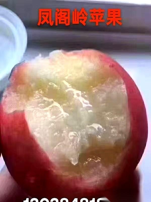 专家说，坏了的苹果不能吃。
我每次看到都想笑。
我童年里最好吃的苹果，就是那种摔