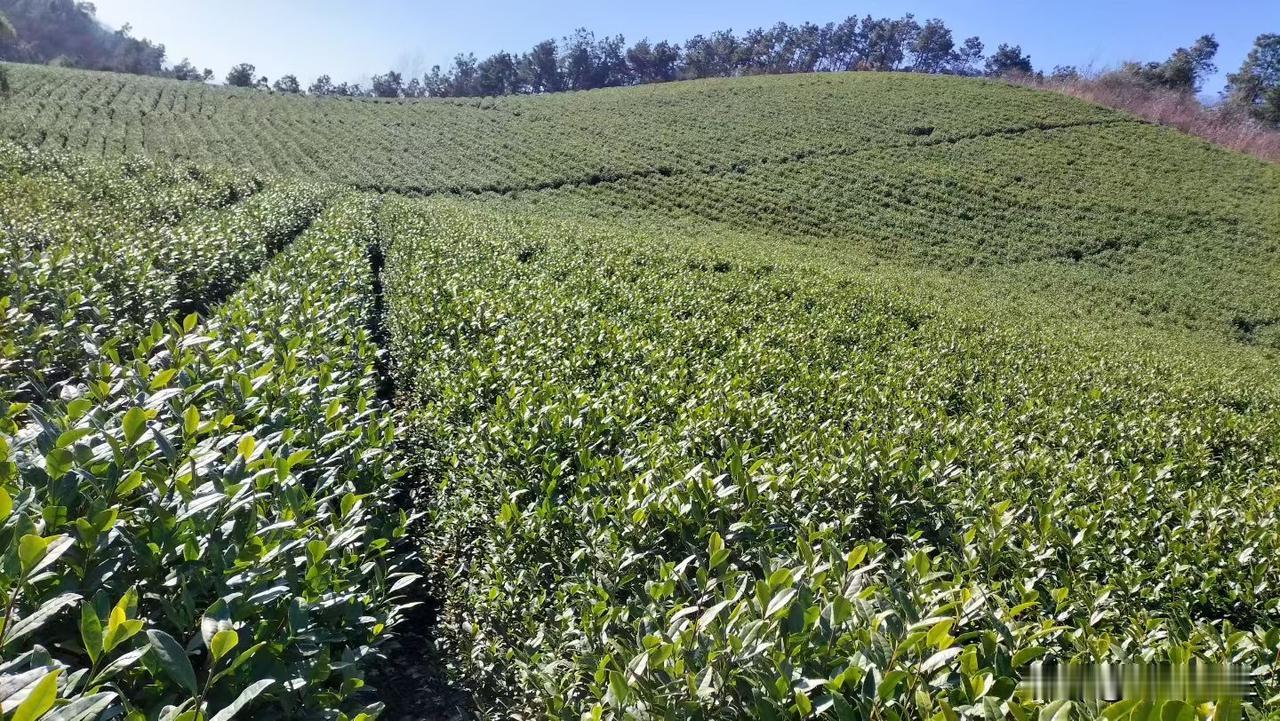 厌倦了城市的车水马龙，看腻了窗外的钢筋水泥，不如收拾简单的行囊，来茅山吧，让我养