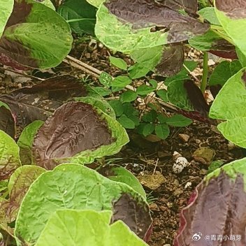 简单日子藏着糖，一杯热饮、一句暖语。用心感受，每个瞬间都能攒出对抗疲惫的勇气🌟