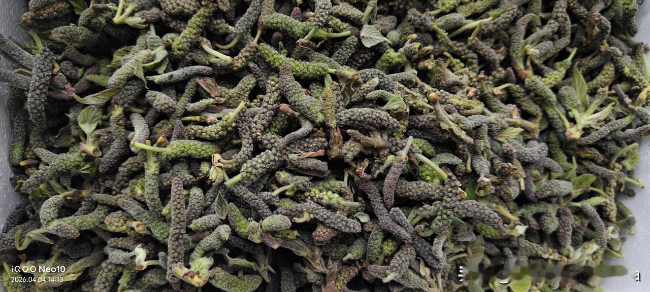 今年正是吃野菜上瘾了，门口花坛里的野豌豆苗，七七芽，阿拉伯婆婆纳，苦菊菜，榆钱，