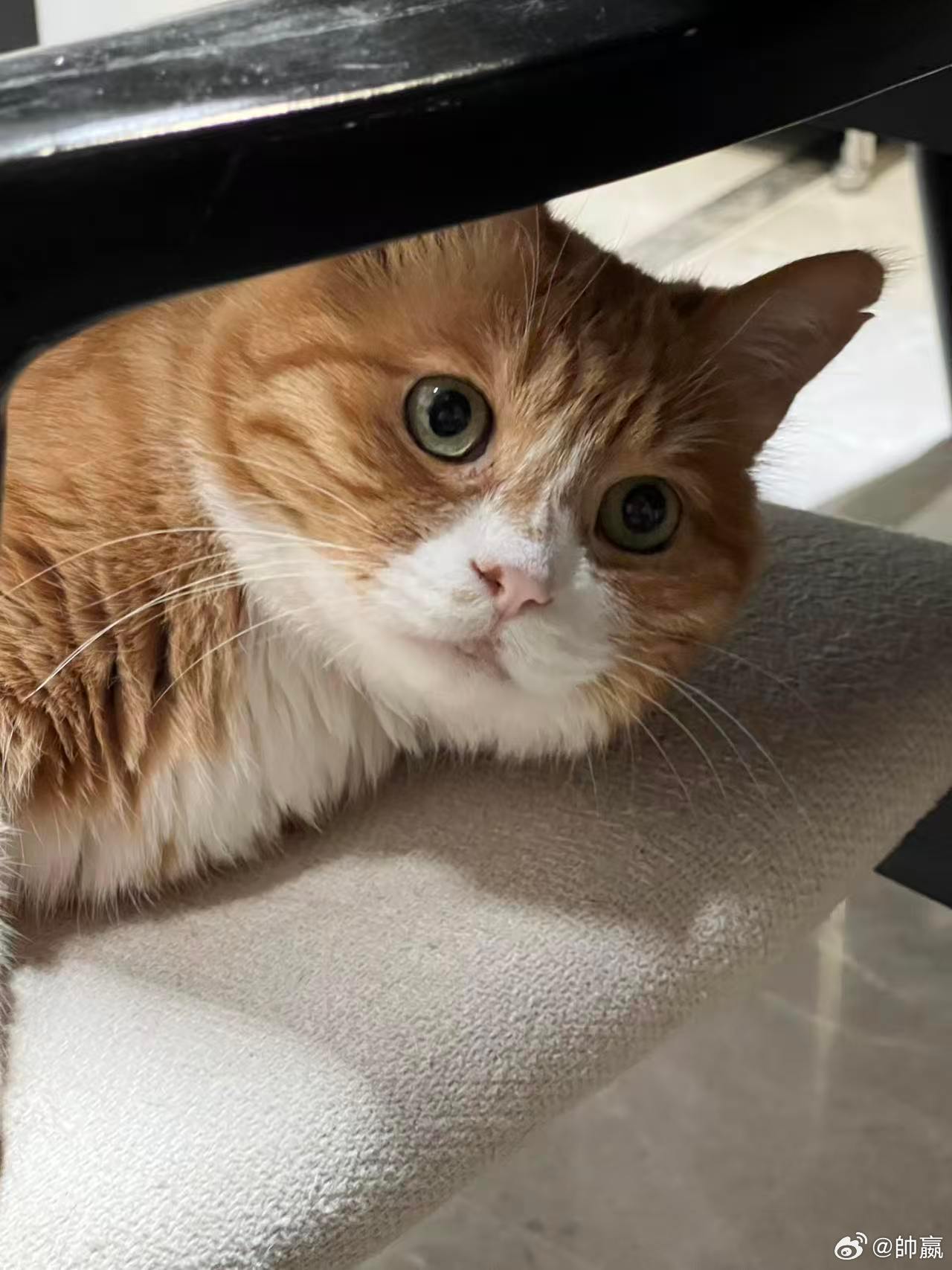 猫咪一怒之下撤回了一个屁股好可爱 