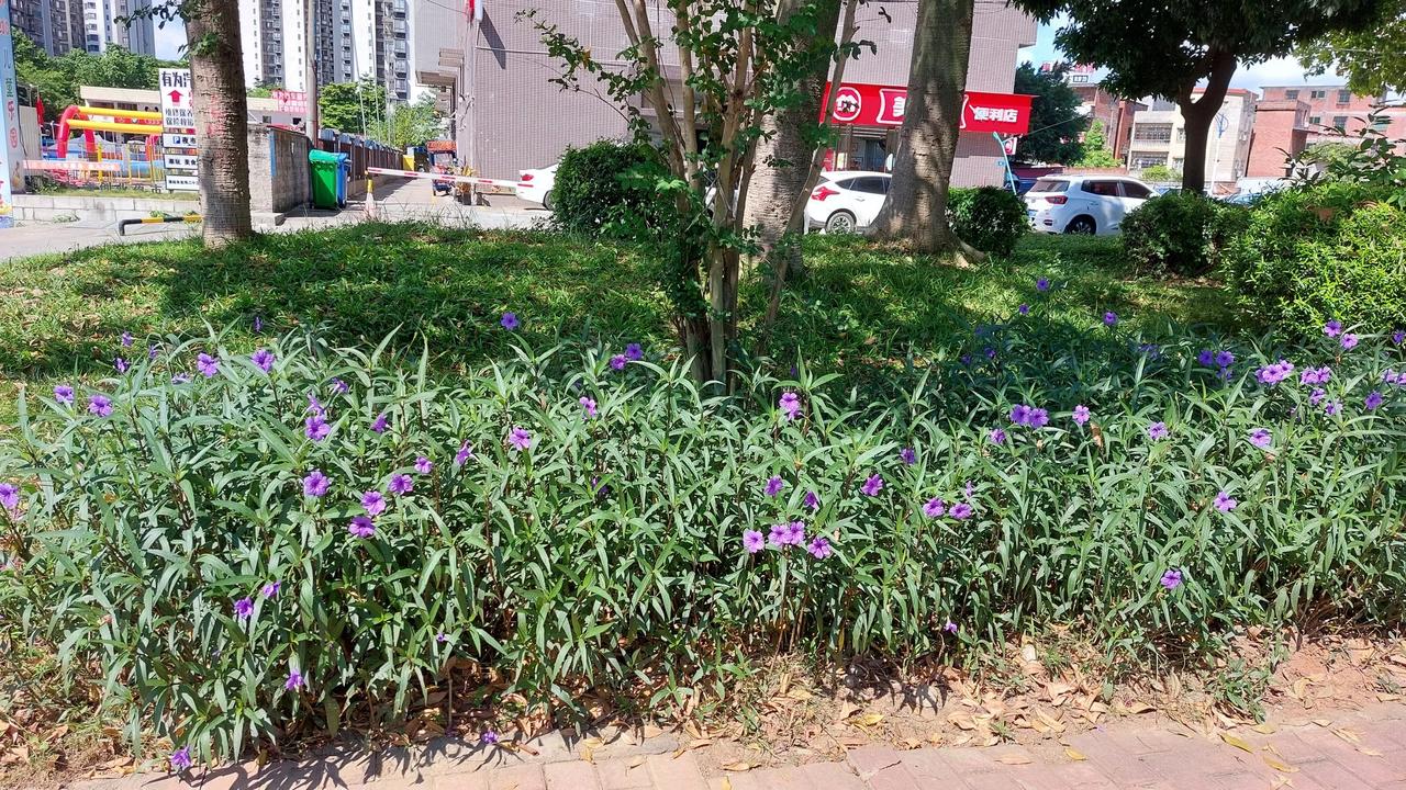 一草一木一世界，一花一树一菩提。#随拍花草树木# #城市花市随手拍# [赞]
