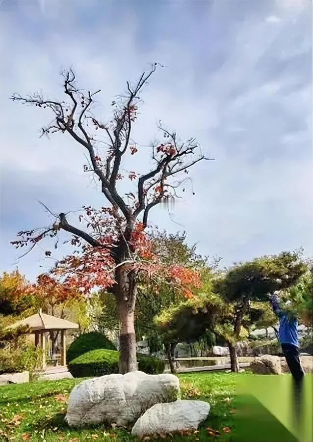 大雪至，却无雪影？

寻遍街巷草木间，只见红柿挂枝头，像一盏盏小灯笼，在寒风里晃