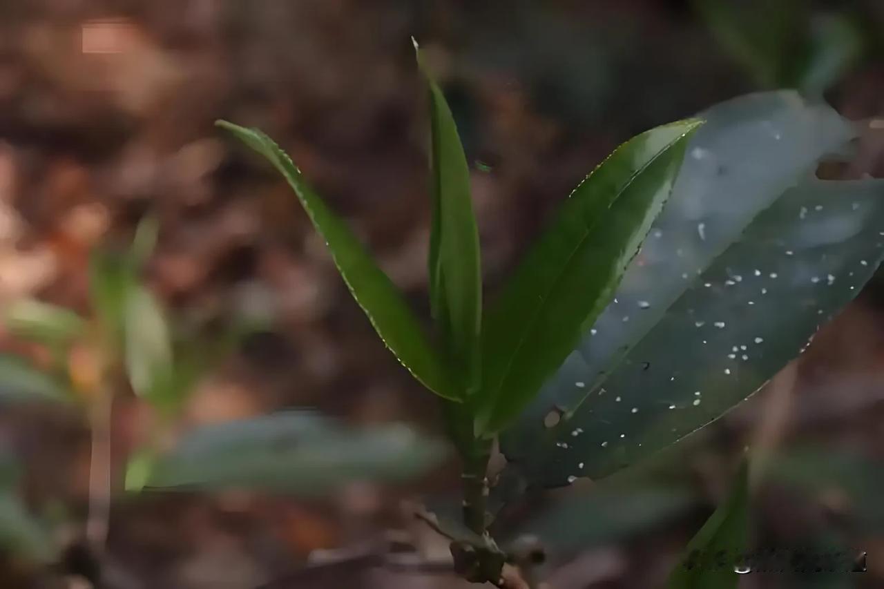 普洱茶为什么会被这么多人喜爱?
普洱茶受到许多人的喜爱，主要原因有以下几点：
