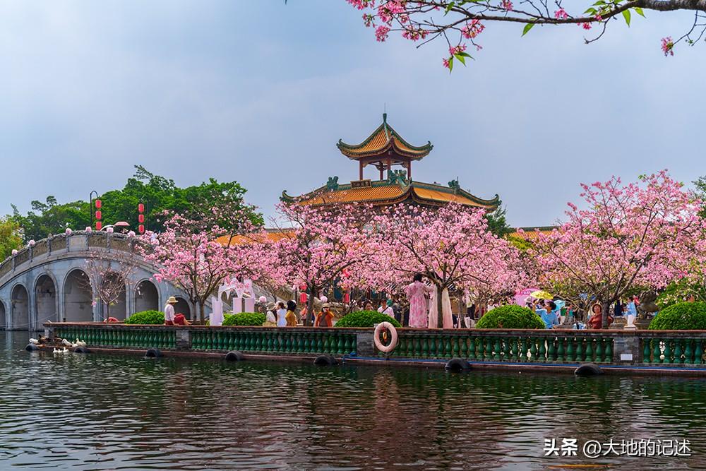 番禺宝墨园的樱花正在绽放。不过人山人海，全是拍人像或是自拍的人。