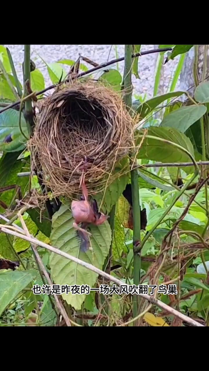 也许是昨夜的一场大风吹翻了鸟巢，一只幼鸟不幸从窝里滑落。幸运的是它的一条腿刚好勾