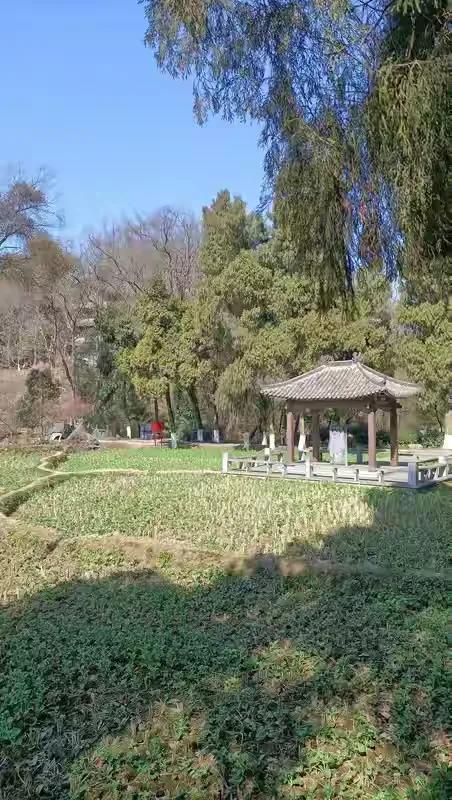 挖山回填土壤改造的襄阳古隆中躬耕田
