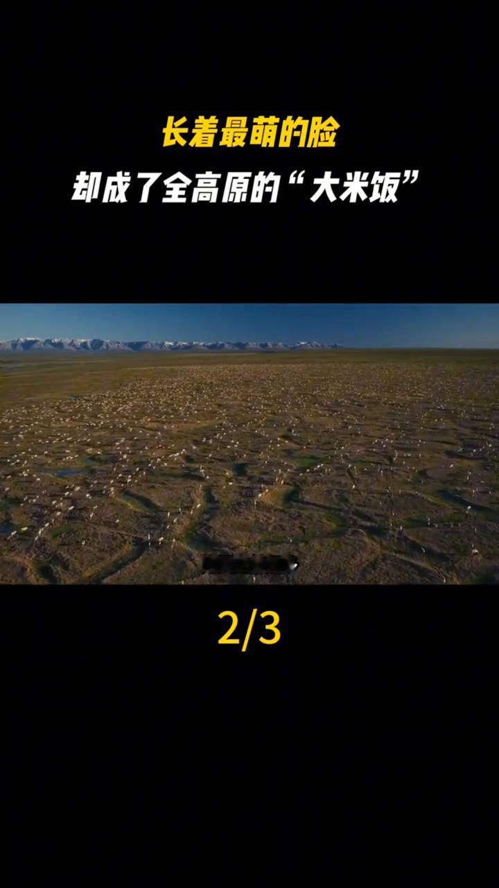 你知道人类跟属兔打了多久的仗吗？整整半个多世纪。上世纪五十年代人们看草地退化的地