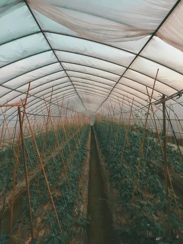 大棚蔬菜不打农药吗? 
大棚蔬菜打不打农药，答案是可能会打。在大棚种植里，低温高