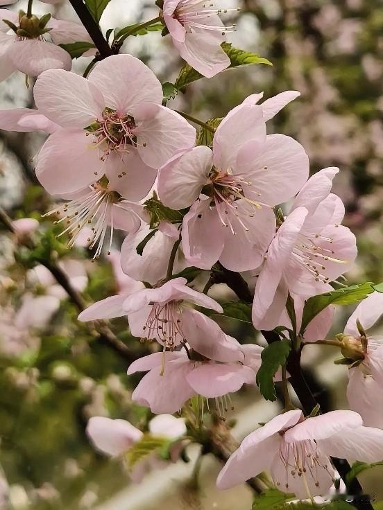 小粉花
这些娇美的小粉花，让我纠结好几天了。
由于不知道它们的名字，便去咨询豆包