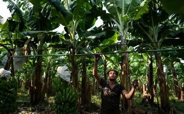 一家没有一兵一卒的美国水果公司，就因为政府动了它几块荒地，竟然直接联合中情局用几