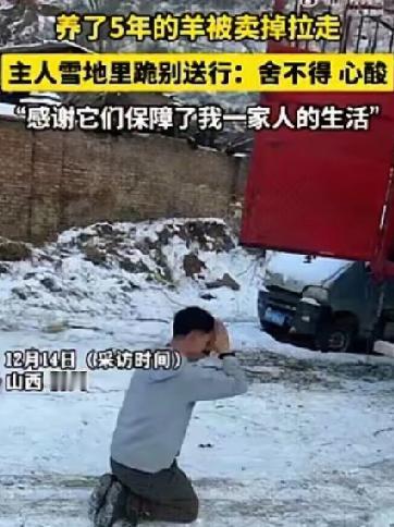 雪地里的三拜：这不是卖羊，是向家人告别
 
山西忻州的寒冬，一场早雪覆盖了田野，