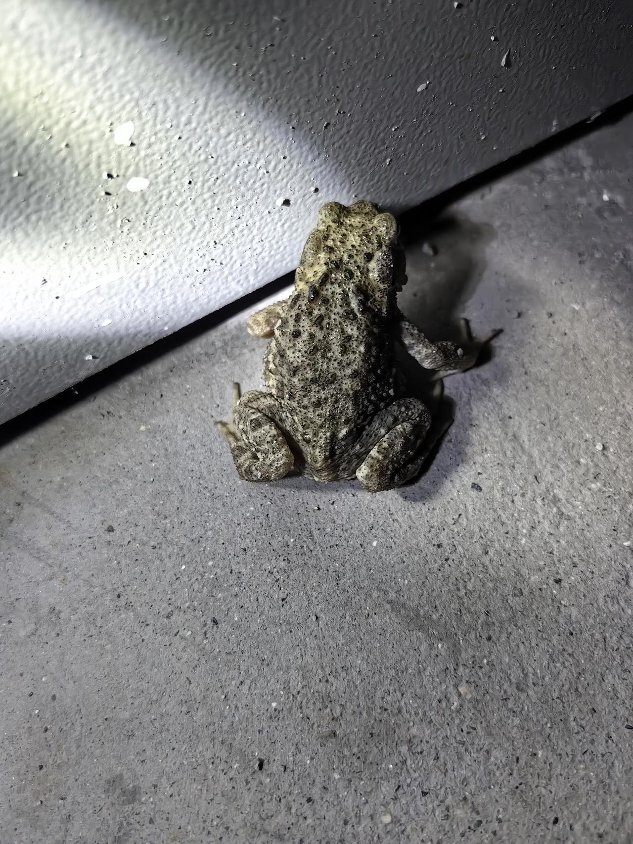 你们那边还有这个蟾蜍吗？
怎么看到它的呢？
晚上开仓库的门的时候，发现它在仓库的