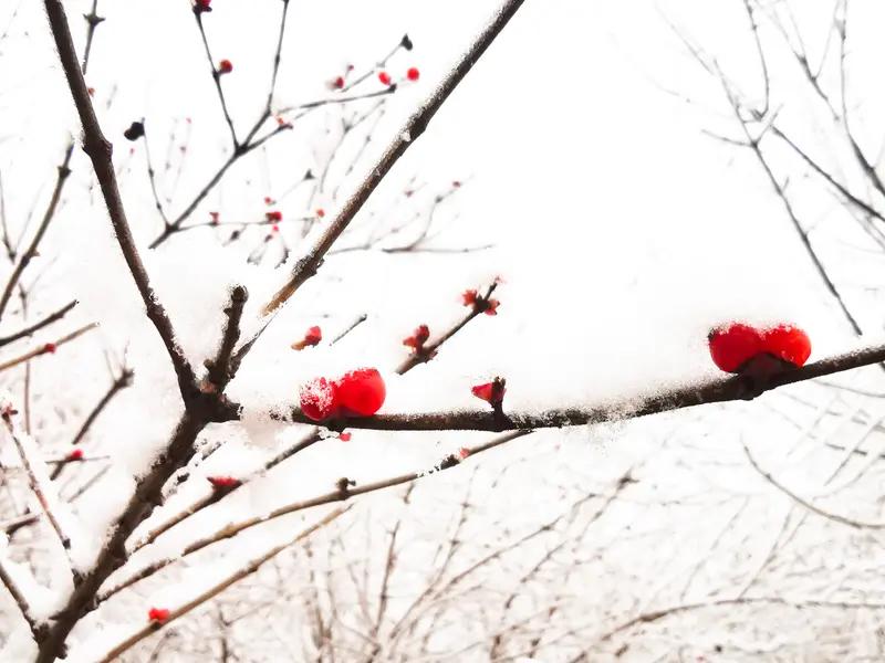 有一上联：点点红梅映冬雪，求下联丝丝绿柳沐春风。