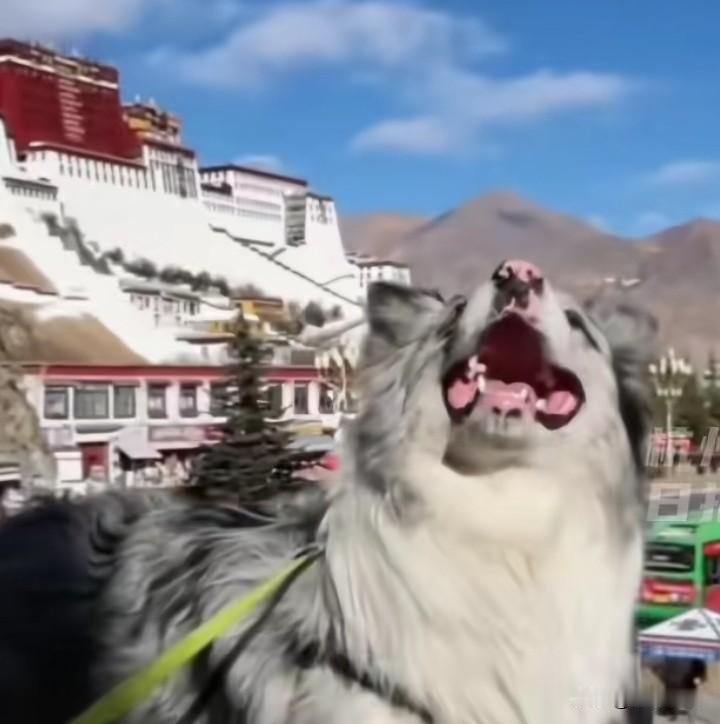 边牧“锄头”被偷走宰杀，百万博主说：不和解！

但不和解有啥用，狗是2000块钱