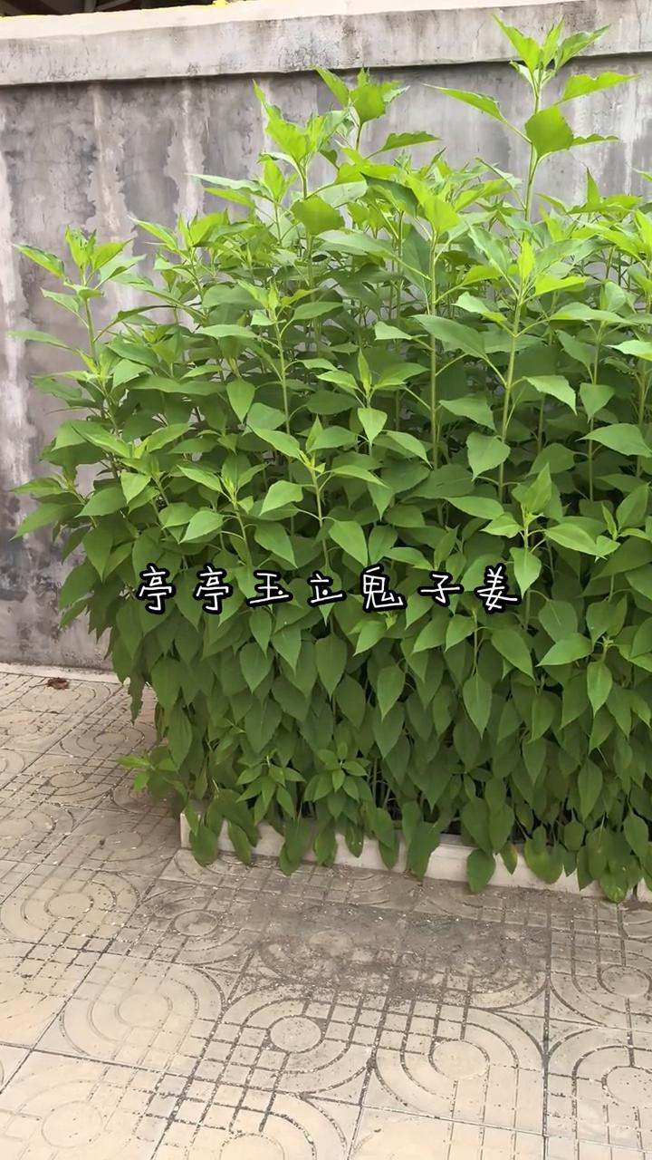 亭亭玉立鬼子姜。