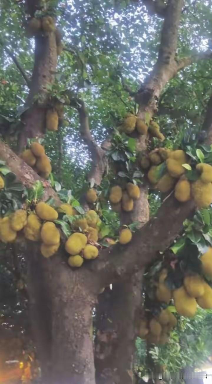 云南，芒市街上路边的菠萝蜜，树上挂满了黄澄澄的水果，真诱人！