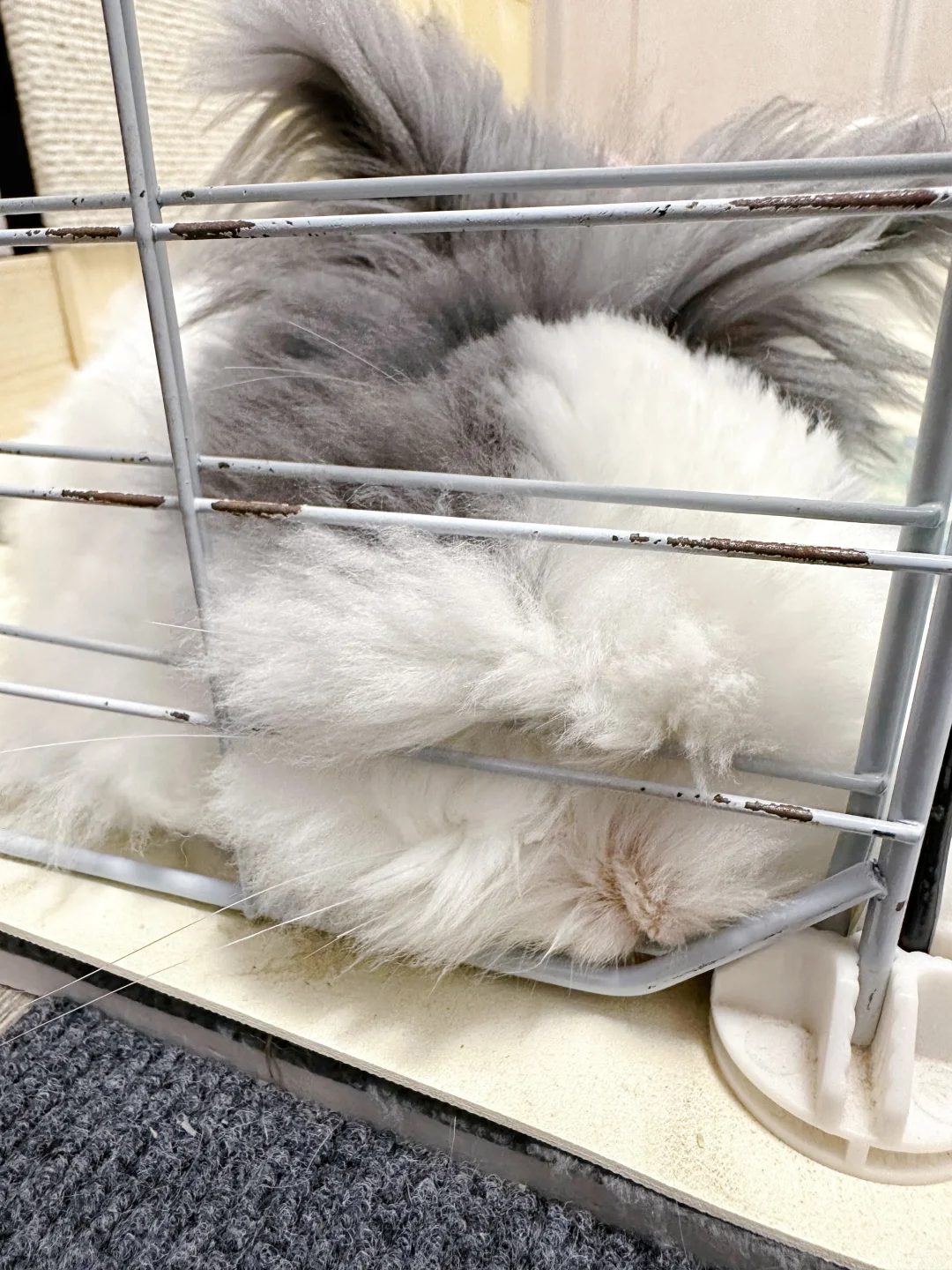 你以为他被关起来很可怜…