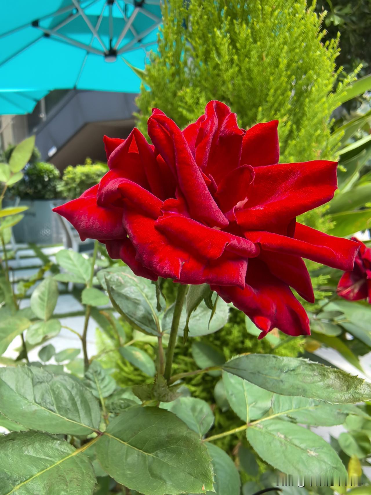 月季花美，夏日绽放
暗香轻逸，姿容丽妍
精彩纷呈，大饱眼福
美颜醉人，沁润心田