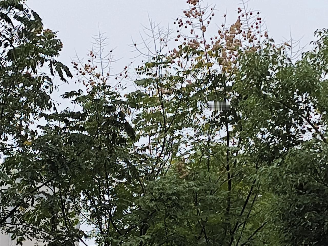 雨掺杂冷