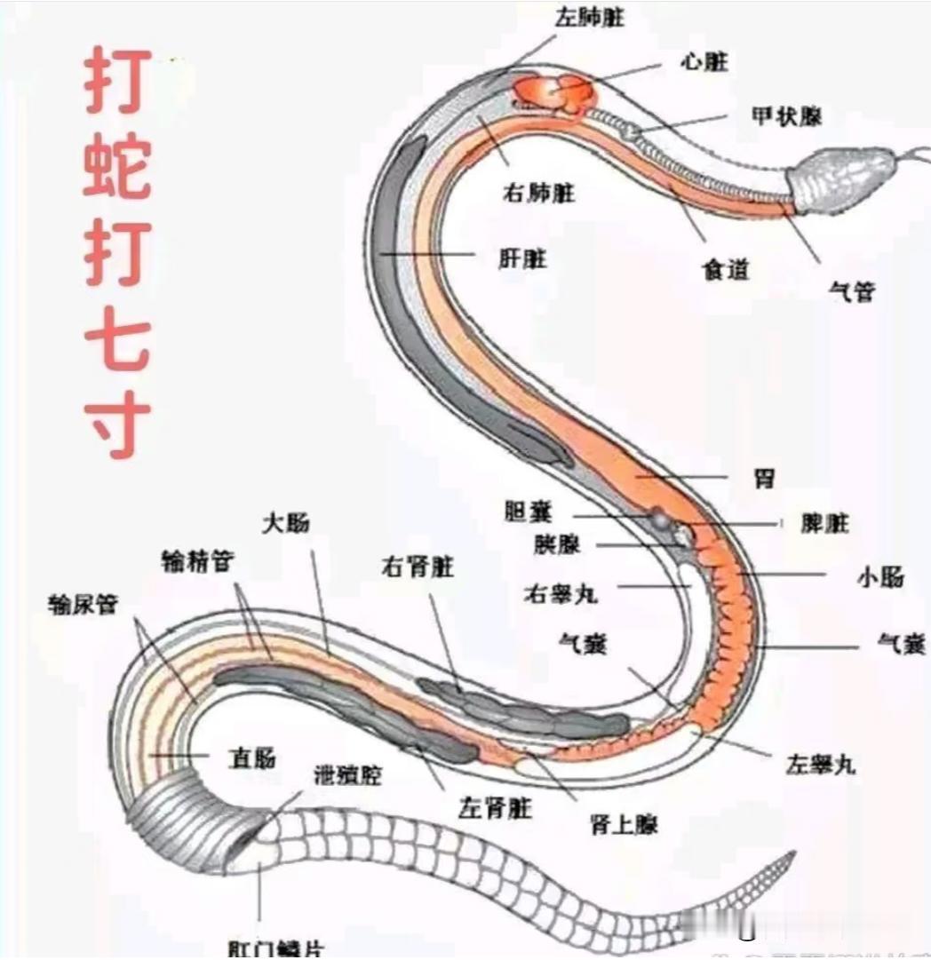 终于知道打蛇打7寸，这个7寸在蛇的什么位置了？
遇到蛇
一、核心信息
1.
打蛇