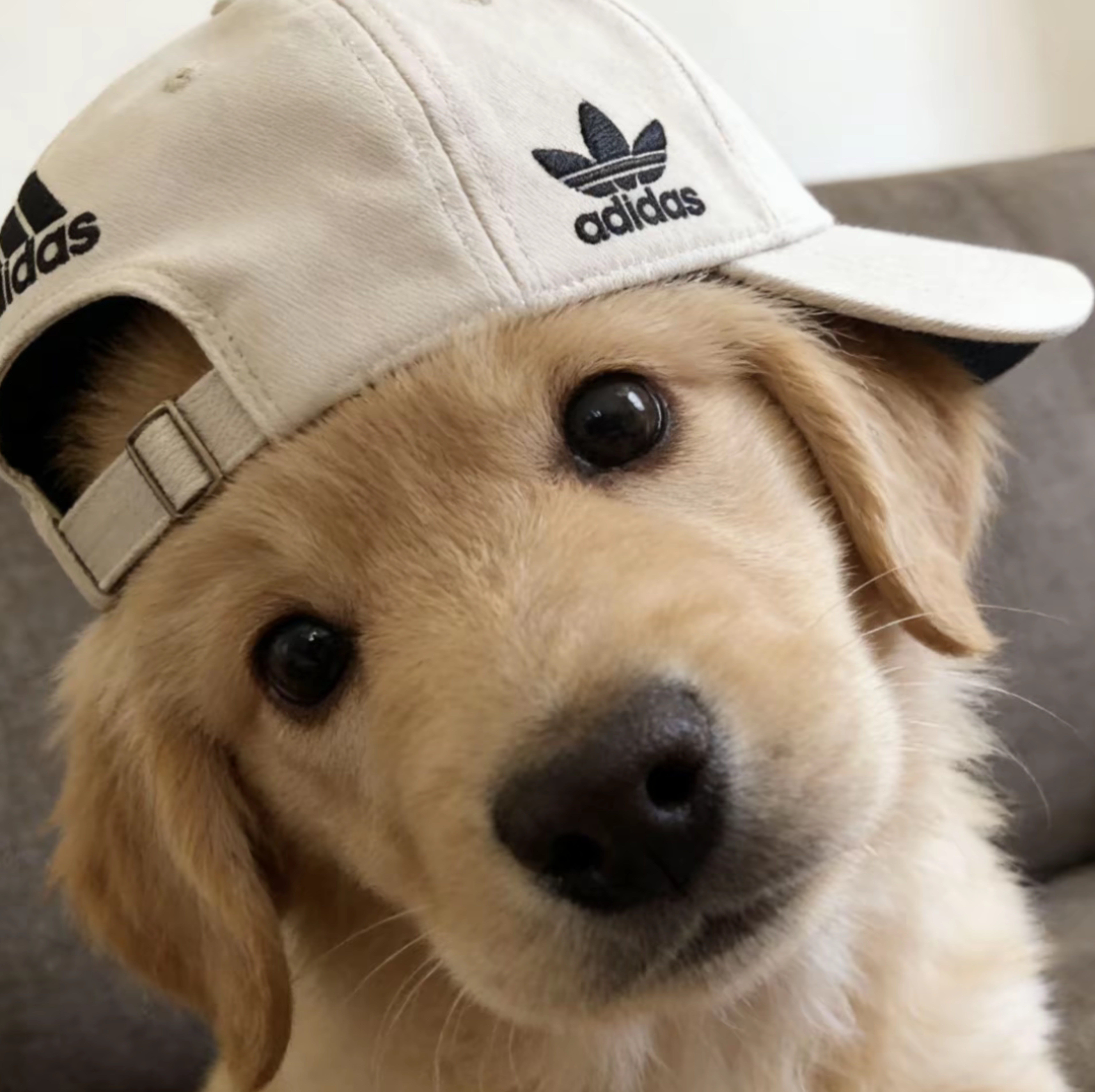 🐶🧢 