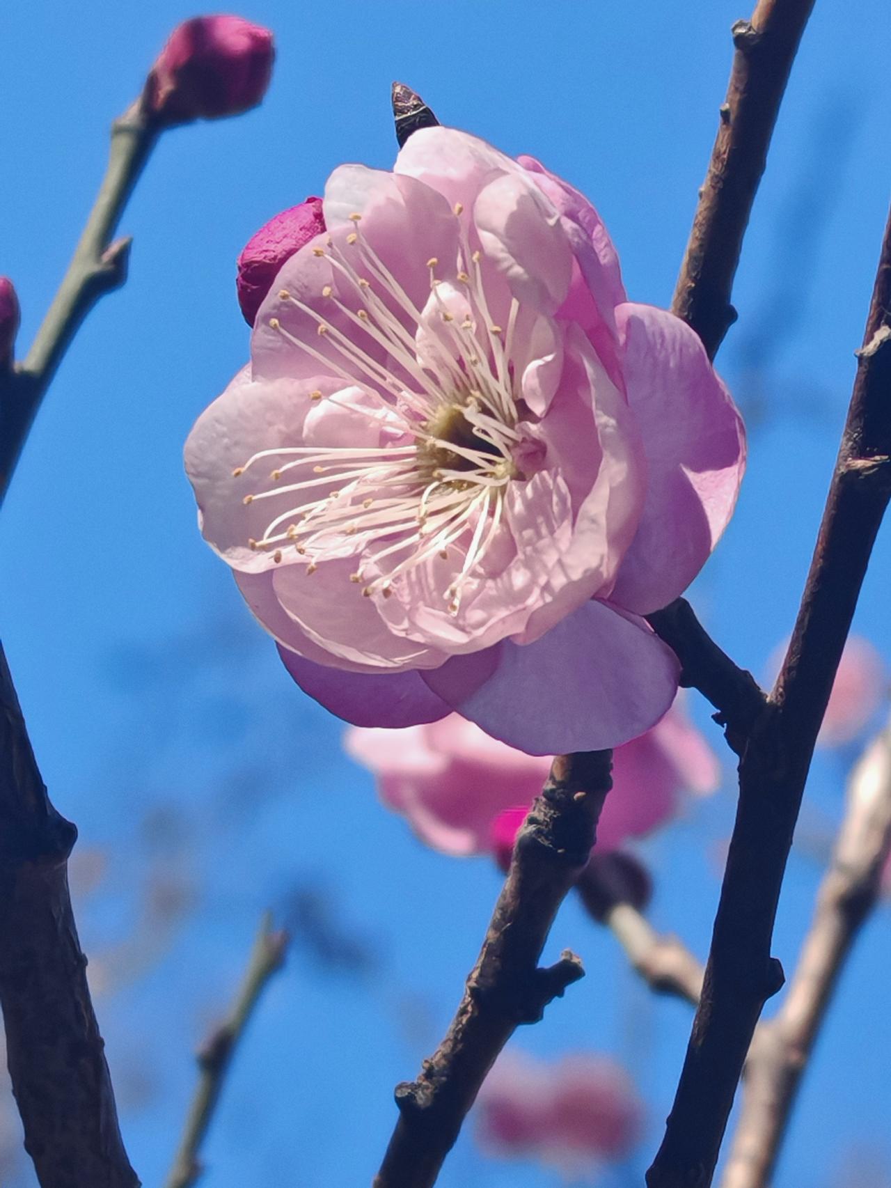 “梅花香自苦寒来”真是至理名言。梅花在寒冷冬季独自绽放，散发幽幽清香，这份坚韧令