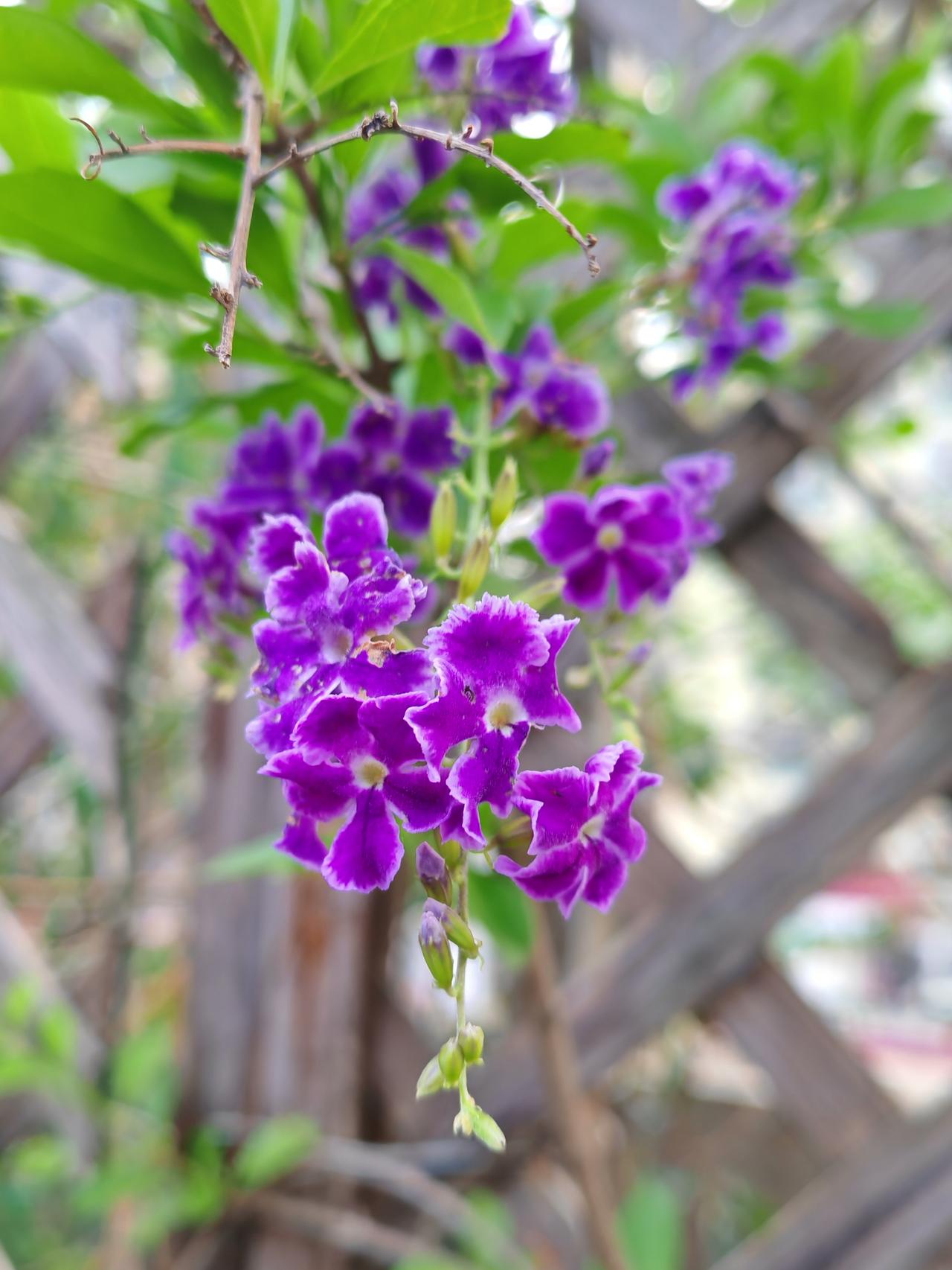 蝉鸣高柳，貌似很有画面感，但夏天中午的蝉鸣声是最恼人的，吵得人睡不着午觉。记得上