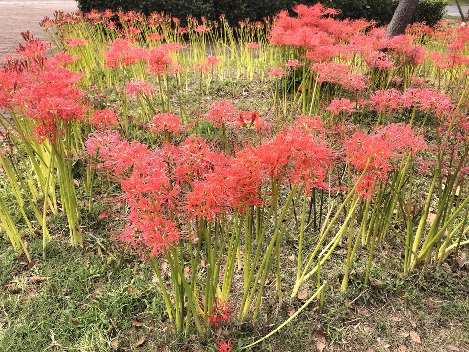 在校园里看到一大片彼岸花。之所以叫彼岸花，是因为这种花的叶子和花朵永远不会同时出