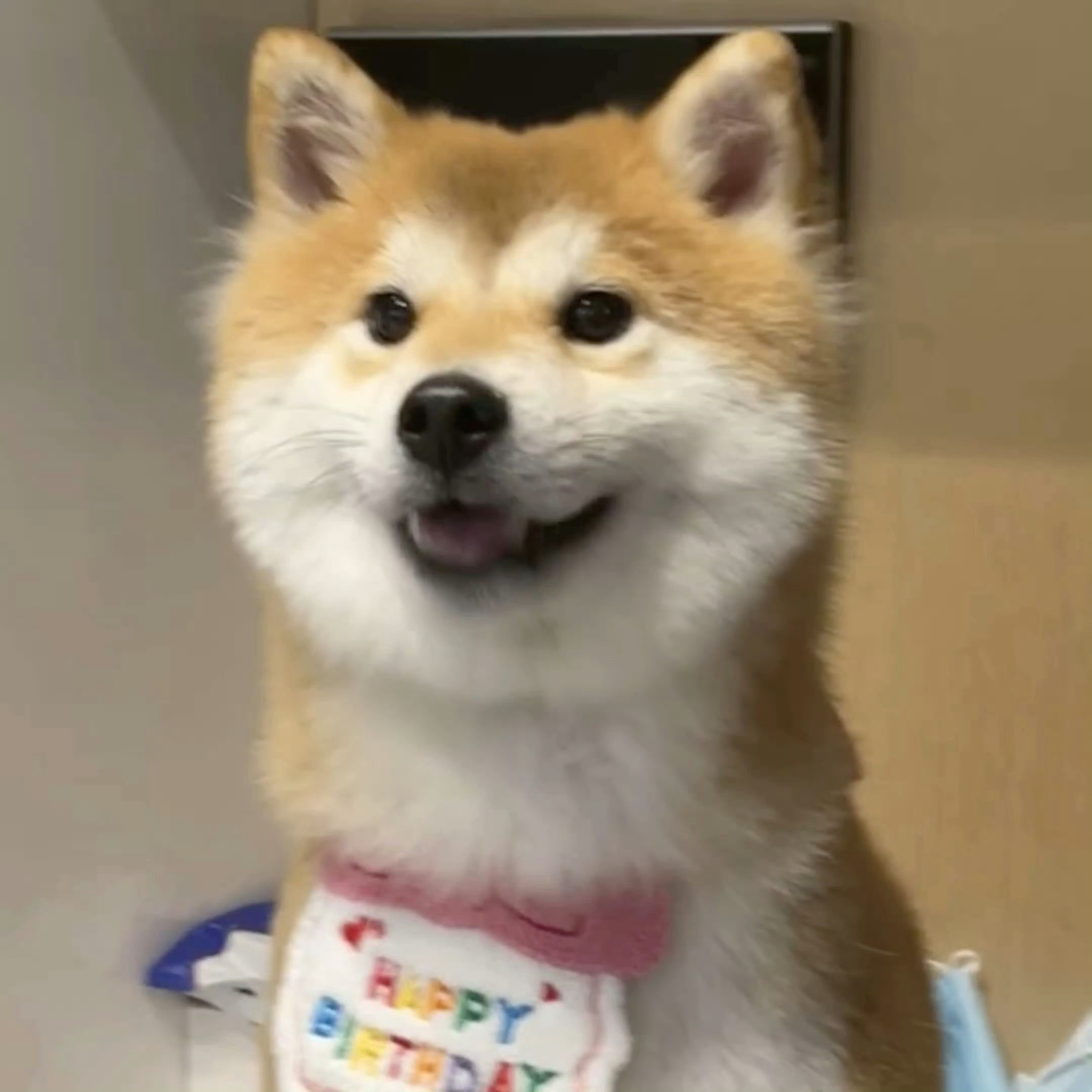 科学家分析了85种狗狗的基因，发现最接近狼的品种是柴犬(Shiba inu) 