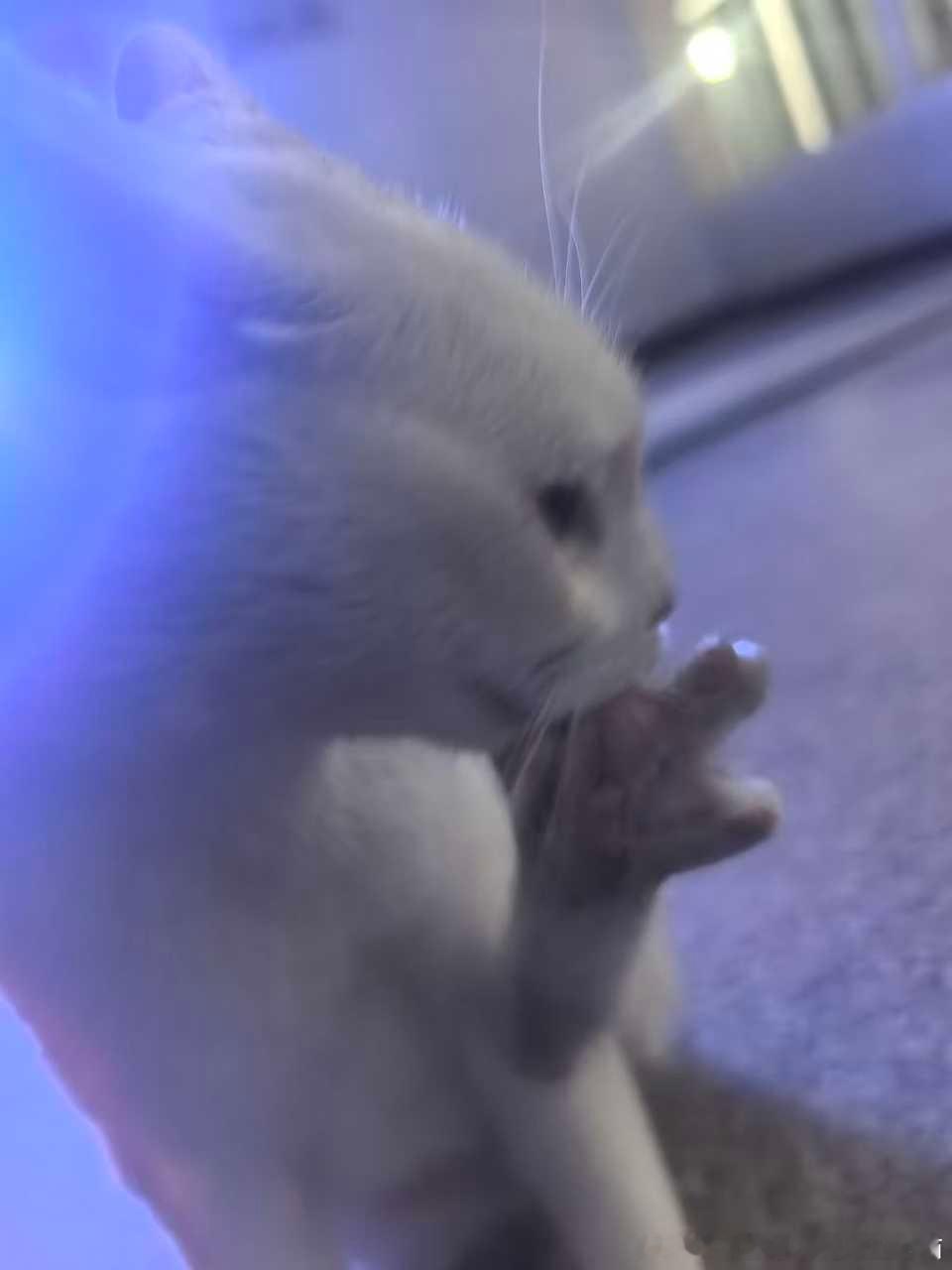 49560【丑猫】干嘛…… 