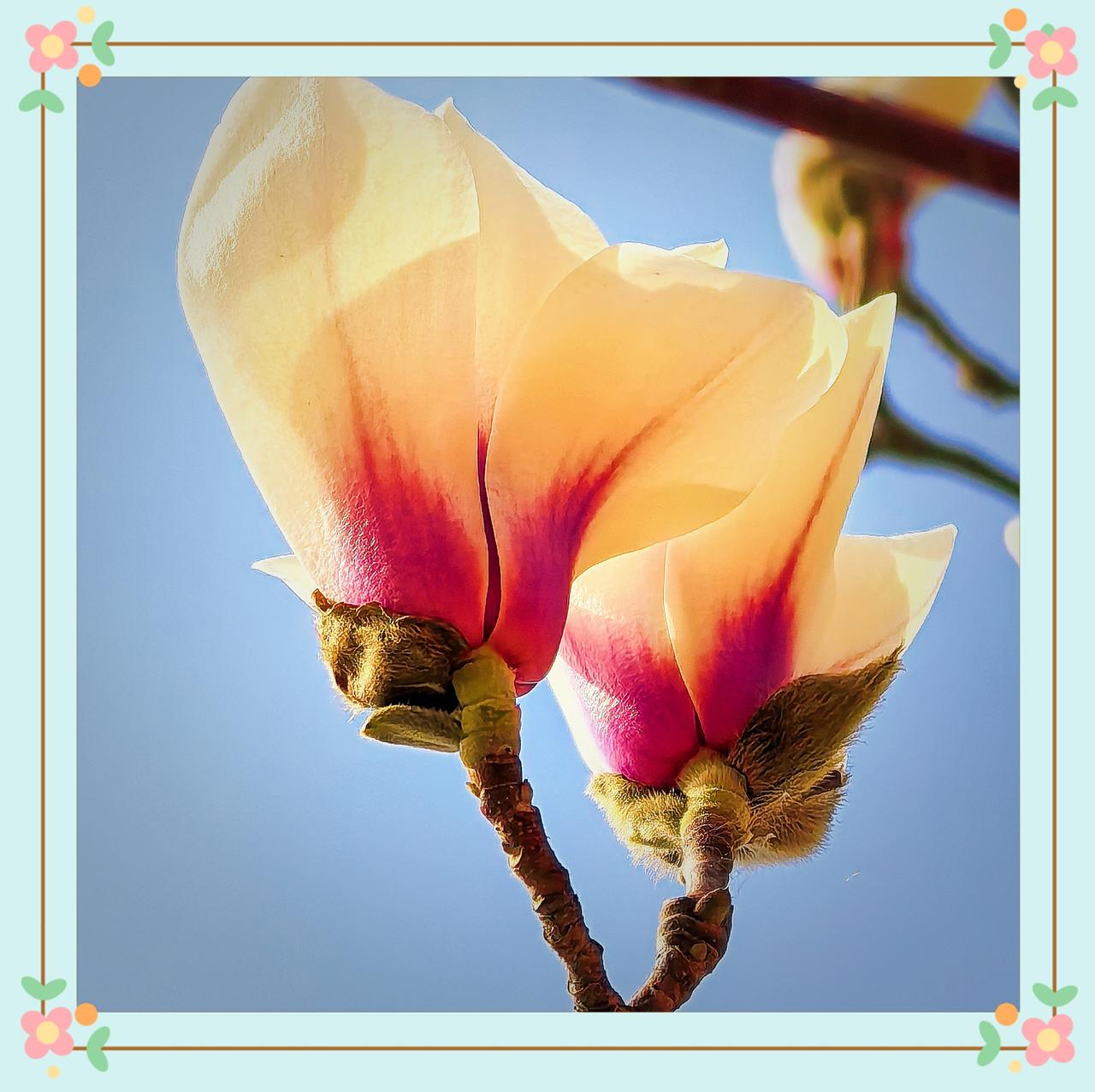 随手拍公园的花草北京公园玉兰花