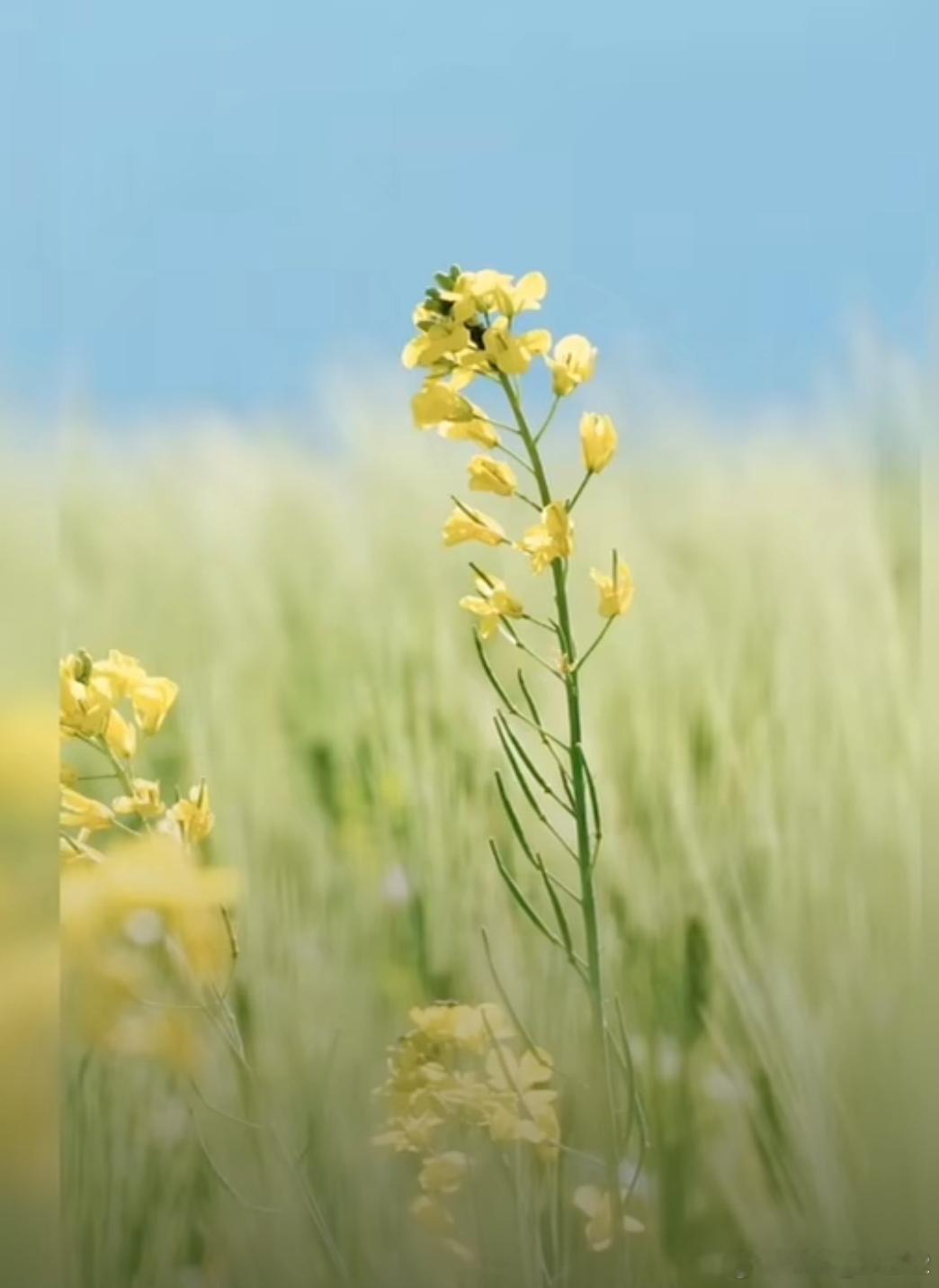 洋洋高锐～幽梦幽梦·还在否◎岁月逐水流芳心……无人懂◎牧野牧野草沟……深白云最温