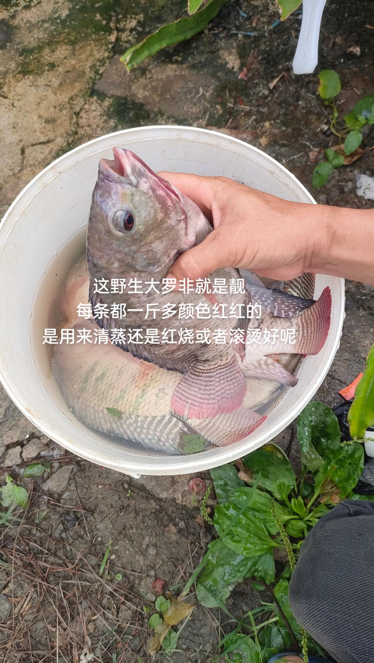 这野生大罗非就是靓
每条都一斤多颜色红红的
是用来清蒸还是红烧或者滚烫好呢
罗飞