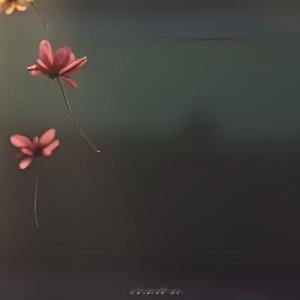 早安心语 * ੈ✩‧₊˚ ᴍᴏʀɴɪɴɢ清晨的阳光漫过窗台新的一天，愿你眼里有光