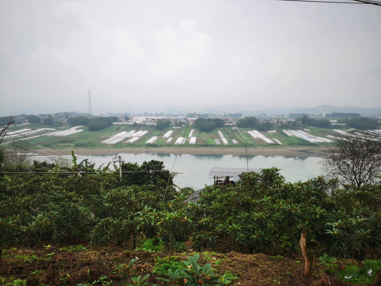 乘坐环岛观光车，领略巴南中坝岛的美丽风光
重庆巴南中坝岛土地肥沃，气温高，日照足