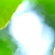 种植 🍃每日一善 种植枇杷的知识：枇杷原产于中国，西晋时期，枇杷主要分布在四川