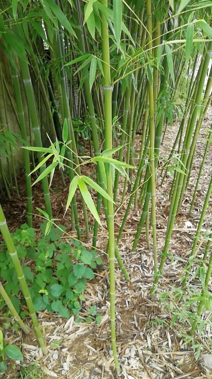 为何美国禁止种竹子，中国反而大量种植？
美国人对竹子的警惕，源于20世纪初的一次