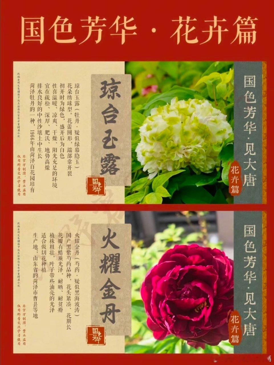 谁还在追国色芳华？哦是官方爸爸们！现象级认证、文化出海标杆、一朵花带火一座城。太