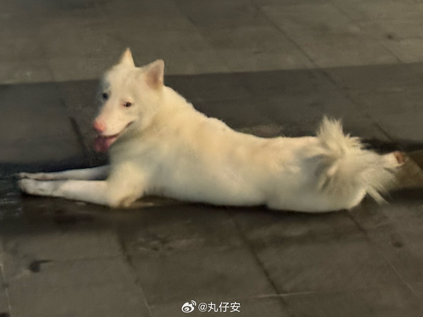 丸仔丸报