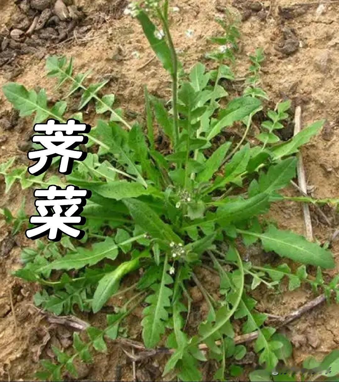 前两天回老家，看到地里冒出一片片嫩绿的野菜，瞬间勾起了我的童年回忆。

说实话，