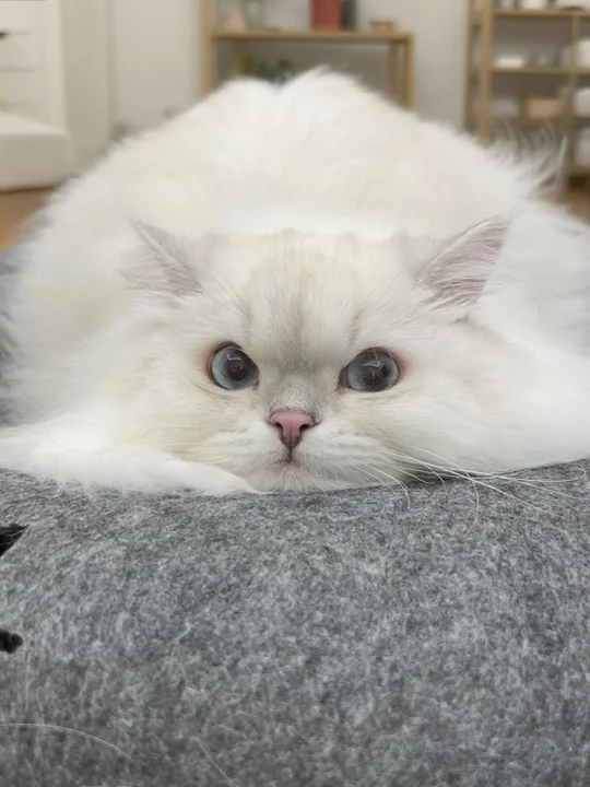 亲测巨有用的爆毛攻略！我不准还有人不知道