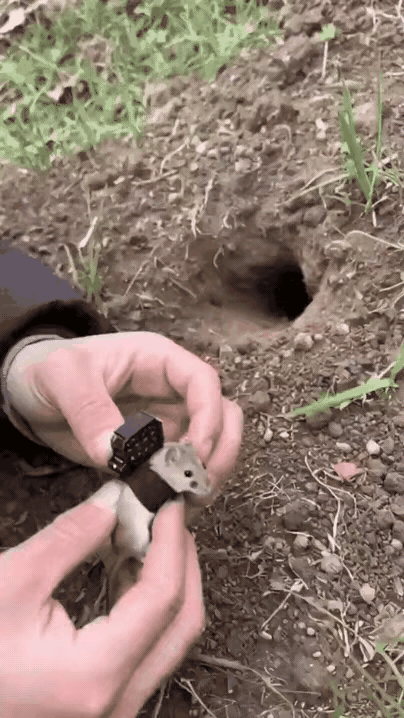 让小鼠带我们参观它的地下豪宅！男子把高清摄像头绑在小鼠背上，跟着它一路回家。洞里