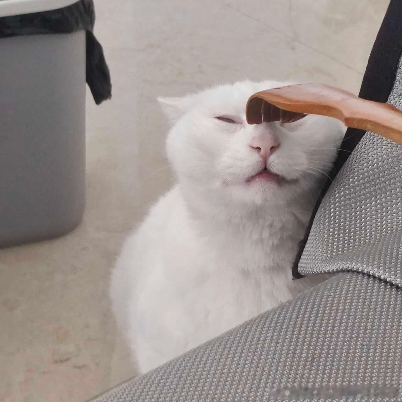 49449【丑猫】不知从何时起看自己家的猫越看越油腻 