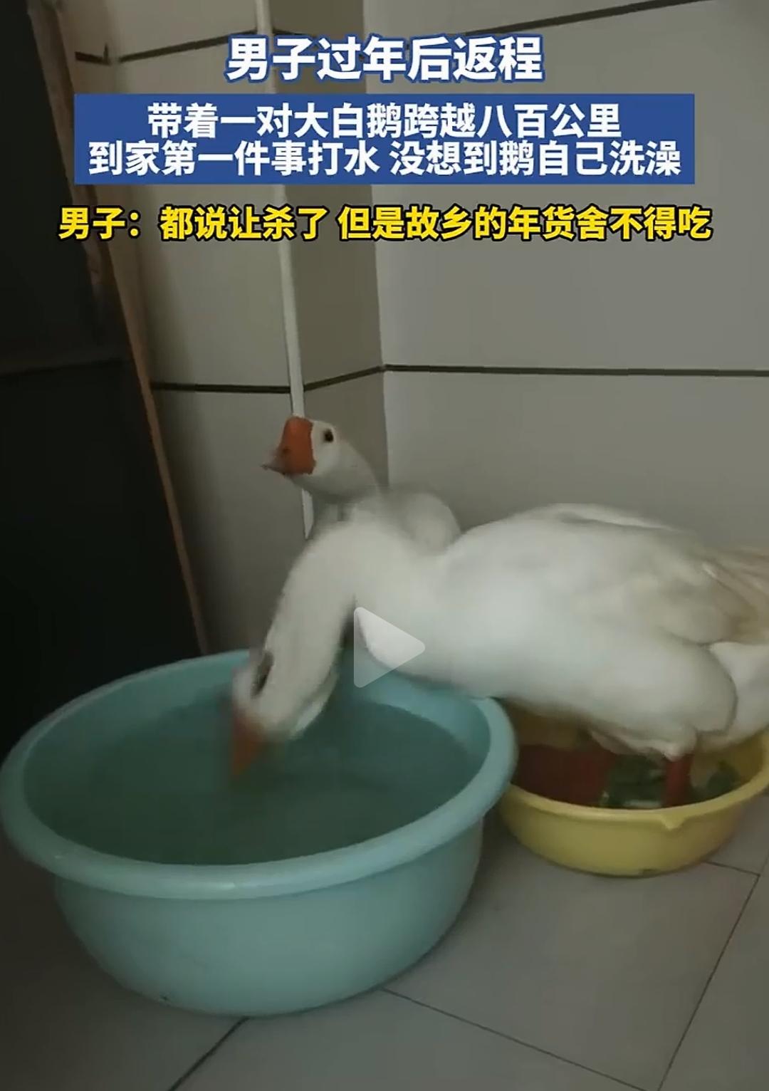 800公里回程旅途一路相伴，没想到竟然与两只不会说话的大白鹅处出了感情。

2月