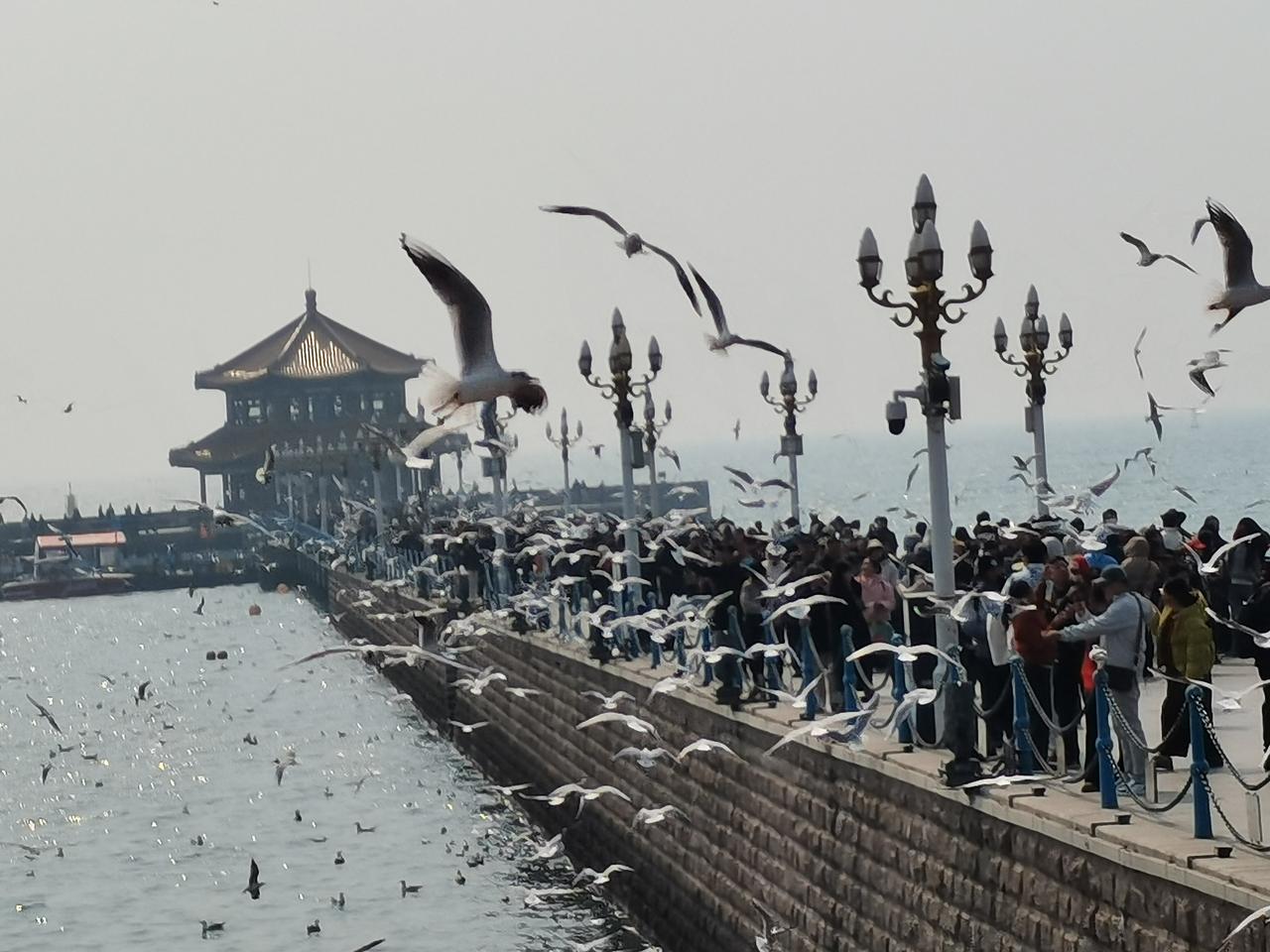 天气渐渐变暖，来青岛过冬的海鸥再有个十天半月的就该陆续飞回西伯利亚的老家了。3月