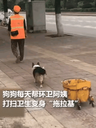 “温暖人间”2018年，一位环卫工人捡到一只流浪狗养了它2年多，这只流浪狗用自己
